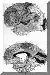 brodmaps.JPG (269373 bytes)