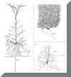 cajal3.JPG (107584 bytes)