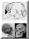 gall and spurzheim skull.JPG (19973 bytes)