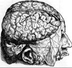 Vesalius
